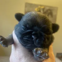 Chantilly ~ Fawn girl, a female Pug for sale in Onalaska, WA – Photo 6 of 9