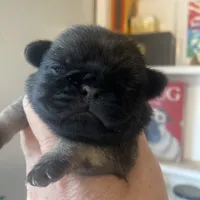 Chantilly ~ Fawn girl, a female Pug for sale in Onalaska, WA – Photo 7 of 9