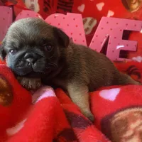 Chantilly ~ Fawn girl, a female Pug for sale in Onalaska, WA – Photo 4 of 9