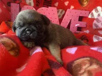 Chantilly ~ Fawn girl, a female Pug for sale in Onalaska, WA – Photo 5 of 8