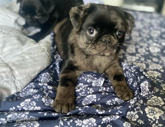 Marvin ~ Black Merle boy – Pug puppy for sale in Onalaska, WA