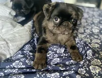 Marvin ~ Black Merle boy, a male Pug for sale in Onalaska, WA – Photo 1 of 9