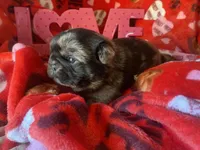 Marvin ~ Black Merle boy, a male Pug for sale in Onalaska, WA – Photo 6 of 10