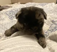 Marvin ~ Black Merle boy, a male Pug for sale in Onalaska, WA – Photo 5 of 10