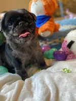Marvin ~ Black Merle boy, a male Pug for sale in Onalaska, WA – Photo 2 of 9