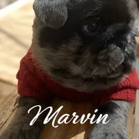 Marvin ~ Black Merle boy, a male Pug for sale in Onalaska, WA – Photo 3 of 10