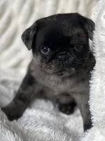 Marvin ~ Black Merle boy, a male Pug for sale in Onalaska, WA – Photo 4 of 9