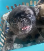 Marvin ~ Black Merle boy, a male Pug for sale in Onalaska, WA – Photo 3 of 9