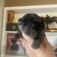 Marvin ~ Black Merle boy, a male Pug for sale in Onalaska, WA – Photo 8 of 9
