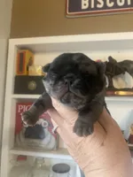 processed/0bd8c243-a71a-4b53-8aa0-d11dc4cdab3a/listing/c8291798-ff1a-4a40-8c40-855965bc1feb/96681732-aba6-425d-83df-1743a47ebdfb