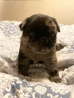 Marvin ~ Black Merle boy, a male Pug for sale in Onalaska, WA – Photo 4 of 10