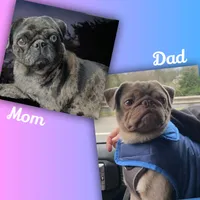 Marvin ~ Black Merle boy, a male Pug for sale in Onalaska, WA – Photo 9 of 9