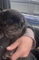 Marvin ~ Black Merle boy, a male Pug for sale in Onalaska, WA – Photo 5 of 9