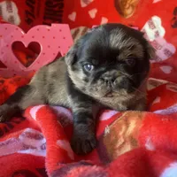 Marvin ~ Black Merle boy, a male Pug for sale in Onalaska, WA – Photo 7 of 9