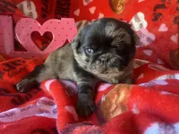 Marvin ~ Black Merle boy, a male Pug for sale in Onalaska, WA – Photo 7 of 10