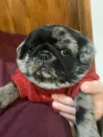 Marvin ~ Black Merle boy, a male Pug for sale in Onalaska, WA – Photo 2 of 10