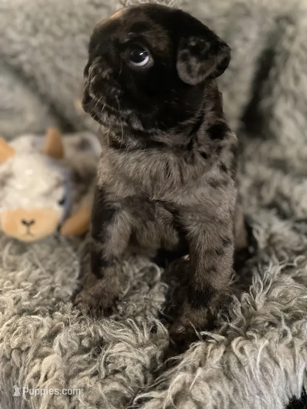 Marvin ~ Black Merle boy – Pug puppy for sale in Onalaska, WA