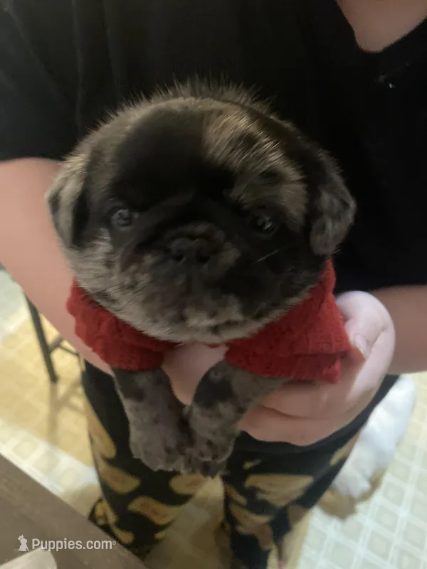 Marvin ~ Black Merle boy