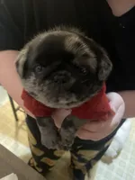 Marvin ~ Black Merle boy, a male Pug for sale in Onalaska, WA – Photo 1 of 10