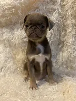 Lyla - Lilac tan girl, a female Pug for sale in Onalaska, WA – Photo 1 of 10