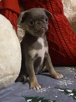 Lyla - Lilac tan girl, a female Pug for sale in Onalaska, WA – Photo 7 of 10