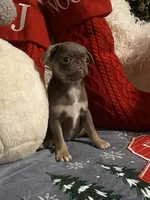 Lyla - Lilac tan girl, a female Pug for sale in Onalaska, WA – Photo 8 of 10