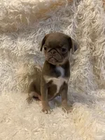 Lyla - Lilac tan girl, a female Pug for sale in Onalaska, WA – Photo 4 of 10