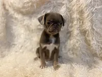 Lyla - Lilac tan girl, a female Pug for sale in Onalaska, WA – Photo 3 of 10