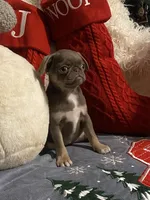 Lyla - Lilac tan girl, a female Pug for sale in Onalaska, WA – Photo 9 of 10