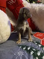 Lyla - Lilac tan girl, a female Pug for sale in Onalaska, WA – Photo 10 of 10