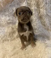 Lyla - Lilac tan girl, a female Pug for sale in Onalaska, WA – Photo 2 of 10