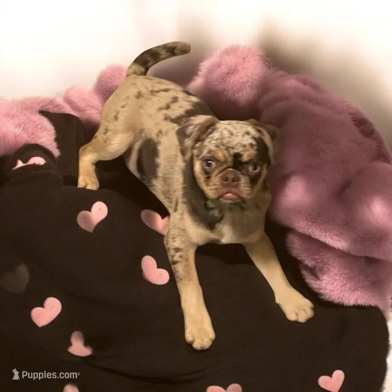 Tabbie , a female Pug for sale in Onalaska, WA – Photo 1 of 1