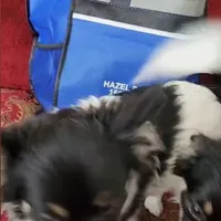 Princess, a female Papillon and Pomeranian for sale in Vancouver, WA – Photo 3 of 5