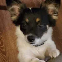 Princess, a female Papillon and Pomeranian for sale in Vancouver, WA – Photo 1 of 5