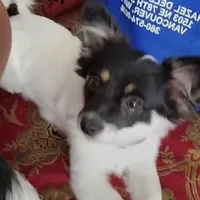 Princess, a female Papillon and Pomeranian for sale in Vancouver, WA – Photo 5 of 5