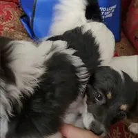 Cuka, a female Papillon and Pomeranian for sale in Vancouver, WA – Photo 4 of 5