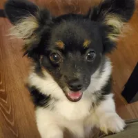 Cuka, a female Papillon and Pomeranian for sale in Vancouver, WA – Photo 1 of 5