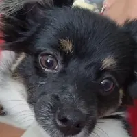 Cuka, a female Papillon and Pomeranian for sale in Vancouver, WA – Photo 3 of 5