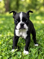 Milo AKC Male, a male Boston Terrier for sale in Battle Creek, MI – 1 of 3
