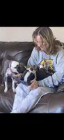 Baby, a female Boston Terrier for sale in Battle Creek, MI – 2 of 6