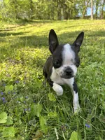 AKC Trixie, a female Boston Terrier for sale in Battle Creek, MI – 4 of 5