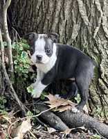 AKC Libby, a female Boston Terrier for sale in Battle Creek, MI – Photo 2 of 4