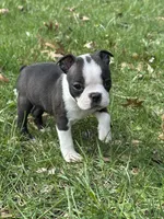 AKC Libby, a female Boston Terrier for sale in Battle Creek, MI – Photo 1 of 4
