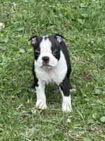 AKC Libby, a female Boston Terrier for sale in Battle Creek, MI – Photo 4 of 4
