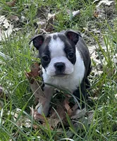 AKC Libby, a female Boston Terrier for sale in Battle Creek, MI – Photo 3 of 4