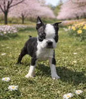 AKC Tiny, a female Boston Terrier for sale in Battle Creek, MI – Photo 2 of 4