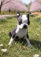 AKC Tiny, a female Boston Terrier for sale in Battle Creek, MI – Photo 3 of 4