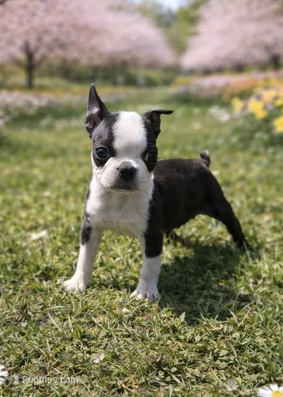 AKC Tiny – Boston Terrier puppy for sale in Battle Creek, MI