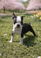 AKC Tiny, a female Boston Terrier for sale in Battle Creek, MI – Photo 1 of 4