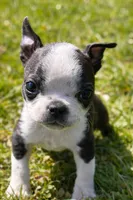 AKC Tiny, a female Boston Terrier for sale in Battle Creek, MI – Photo 4 of 4